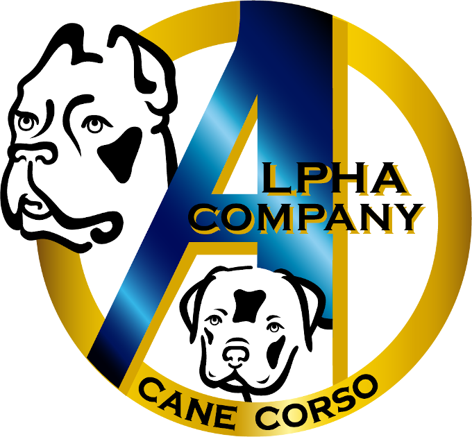 Alpha Company Cane Corso
